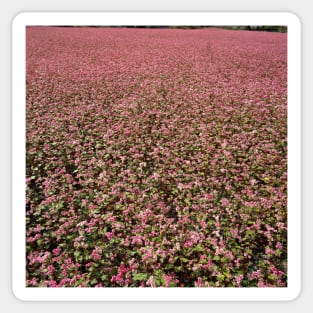 Pink meadow picture Sticker